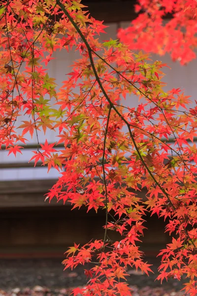 Follaje otoñal en el Jardín Sankeien, Yokohama, Kanagawa, Japón — Foto de Stock