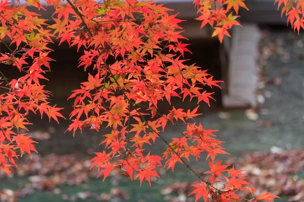 秋叶在日本横滨三溪园，横滨市神奈川县 — 图库照片