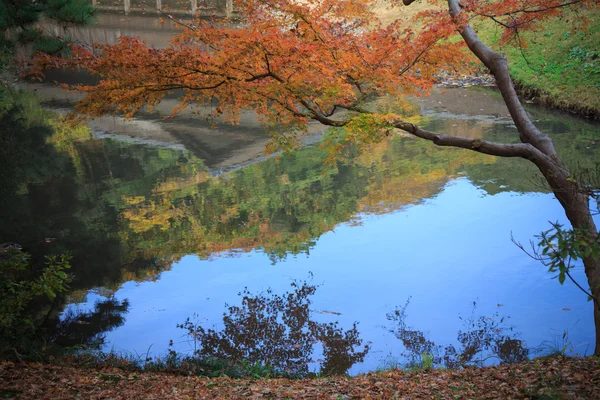Herfst bladeren in de Sankeien Tuin, Yokohama, Kanagawa, Japan — Stockfoto