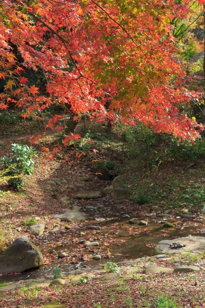 Follaje otoñal en el Jardín Sankeien, Yokohama, Kanagawa, Japón — Foto de Stock