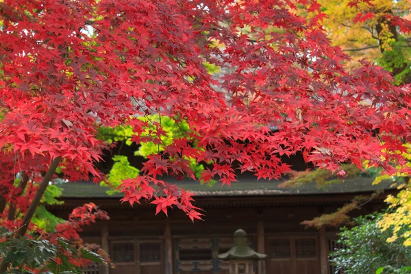Φύλλα το φθινόπωρο στην Sankeien κήπο, Γιοκοχάμα, Kanagawa, Ιαπωνία — Φωτογραφία Αρχείου