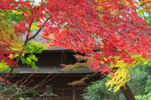 秋叶在日本横滨三溪园，横滨市神奈川县 — 图库照片