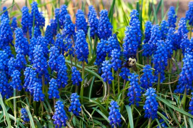 Üzüm sümbül ve yukarı dönük olacak şekilde Bumblebees