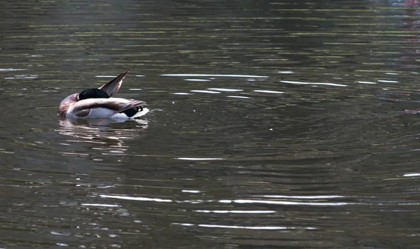 Mallard Duck Preening — Stock Photo, Image
