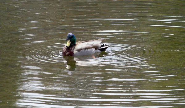 Mallard Duck facing left — Stock Photo, Image
