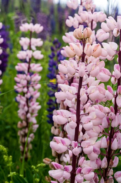 Single Pink Lupin — Stock Photo, Image