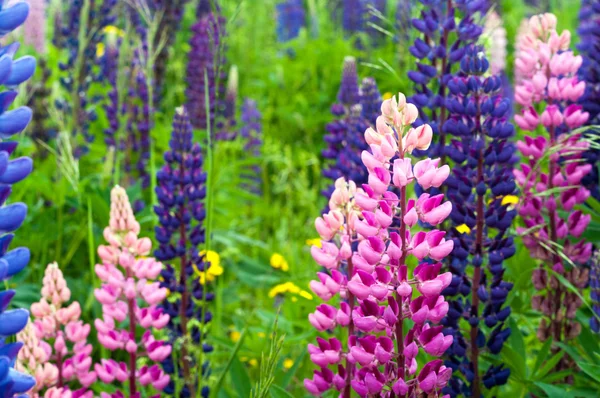 Pink and Purple Lupin — Stock Photo, Image