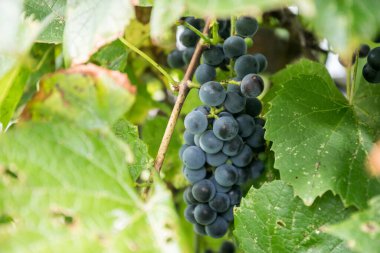 Asmadan sarkan bir üzüm kümesi.