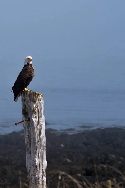 Φαλακρός Αετός Ένα Σταθμό Κατά Μήκος Της Ακτής Του Grand — Φωτογραφία Αρχείου