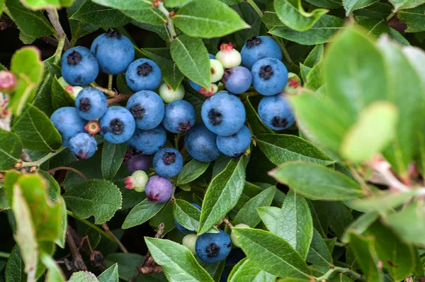 Wild Blueberries Bunch — Stock Photo, Image