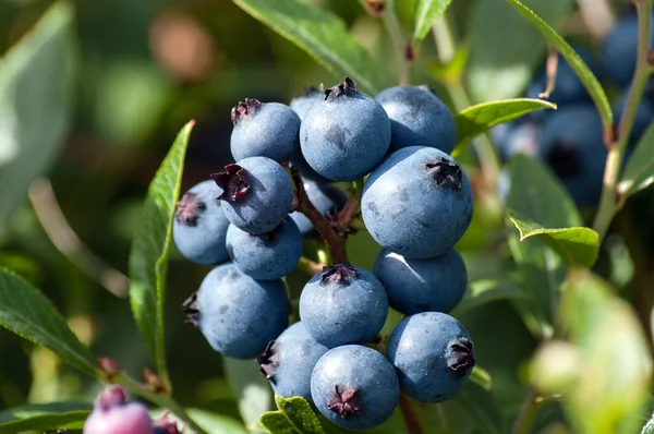 Blueberries Bunch Centered — Stock Photo, Image