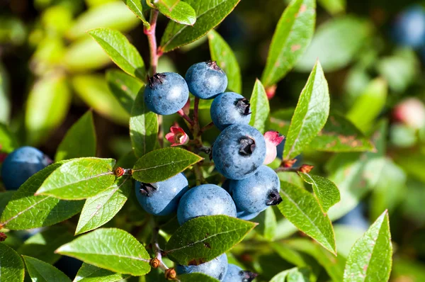 Blueberries bunch of 10 — Stock Photo, Image