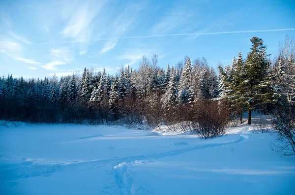 Winter woodline — Stock Photo, Image