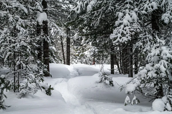 Snöskor spår — Stockfoto