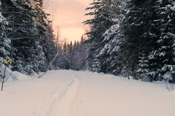 Snowshoe trail — Stock Photo, Image