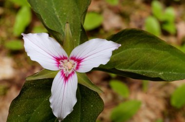 Boyalı Trilliums