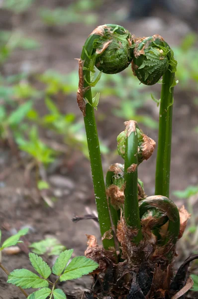 Fiddleheads i ett gäng — Stockfoto