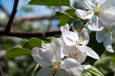 Elma çiçeği - köşegen