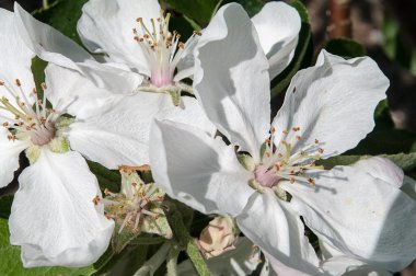 Elma çiçeği küme 3