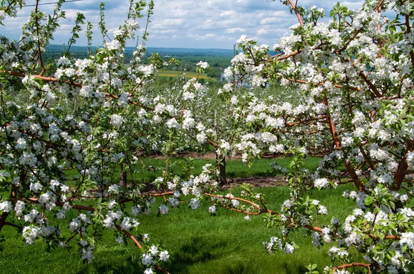 Fioriture di mele sulla valle — Foto Stock