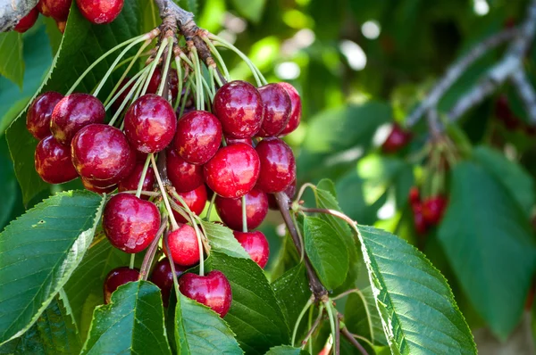 Bunch of Cherries — Stock Photo, Image