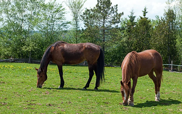 Two Horses Grazing — Stock Photo, Image