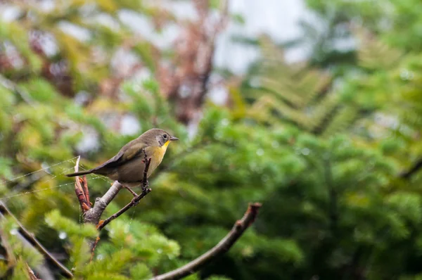 Yellow Breasted Chat right — Stock Photo, Image