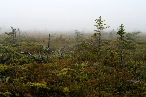 Fog on the bog — Stock Photo, Image