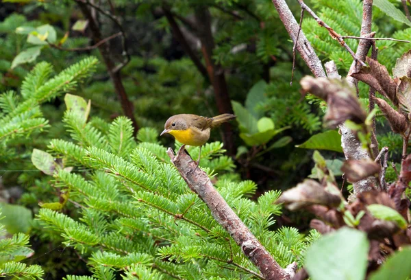 Yellow Breated Chat Left Royalty Free Stock Images