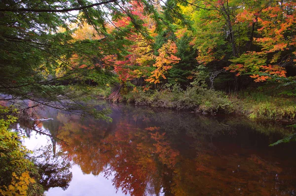 Beaver Lodge con canne — Foto Stock