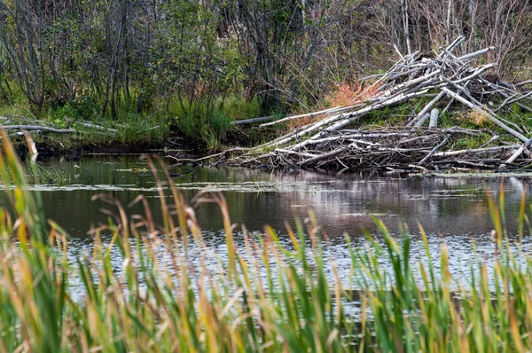 Beaver Lodge avec roseaux — Photo