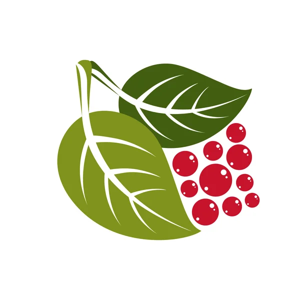 Listí s červenými plody — Stockový vektor