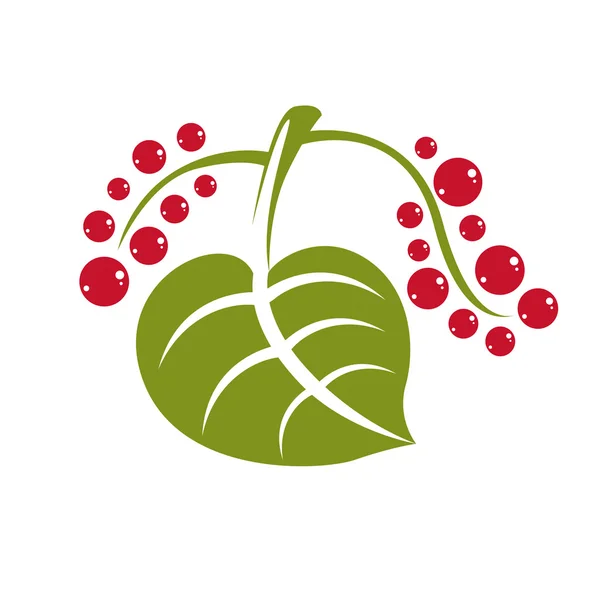 Foglia verde con semi rossi — Vettoriale Stock