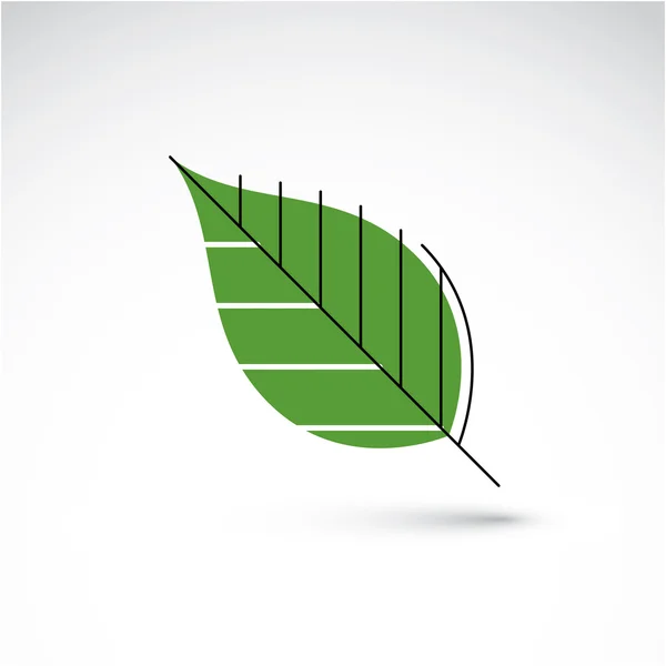 Green beech leaf — Stock Vector