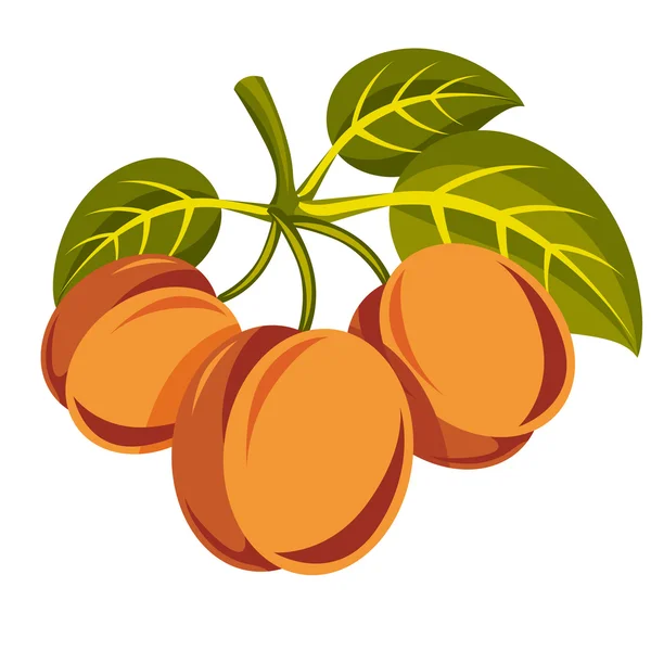 Albaricoques dulces orgánicos maduros — Vector de stock