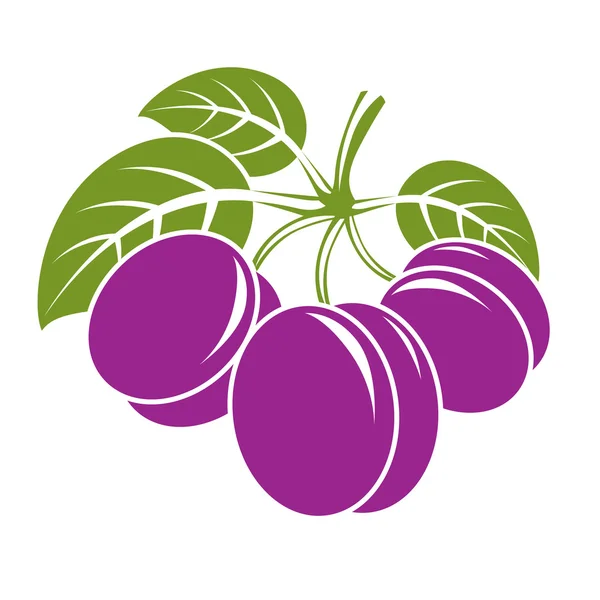 Purple ripe plums — Stock Vector