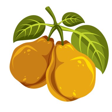 yeşil yaprakları ile armut