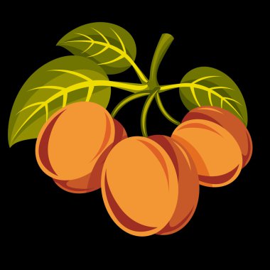 Kayısı yeşil yaprakları ile