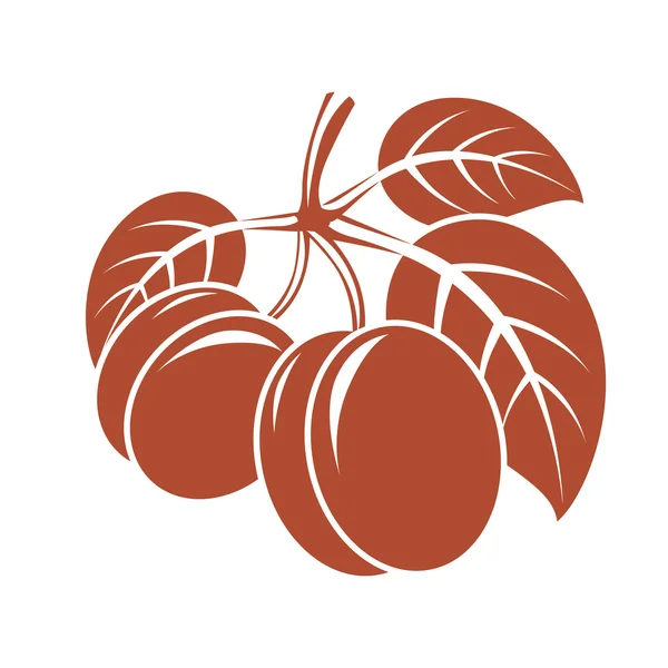 Mogen söt aprikoser med blad — Stock vektor