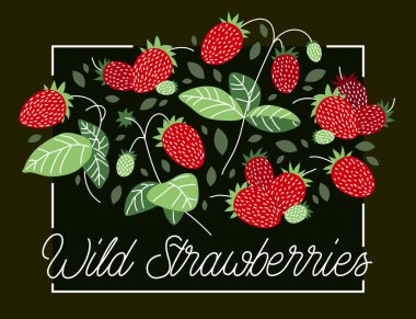 Taze taze, olgun çilek vektör düz çizim koyu arkaplan, doğal diyet gıda bitkisi lezzetli yeme, orman yabanmersini serisi.