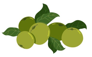 Vahşi yeşil taze elma vektörü düz çizim beyaz zemin üzerinde izole.