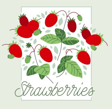 Taze, taze, olgun çilek vektör düz illüstrasyon beyaz, doğal diyet gıda bitkileri lezzetli yiyecekler, orman yaban mersini serisi.