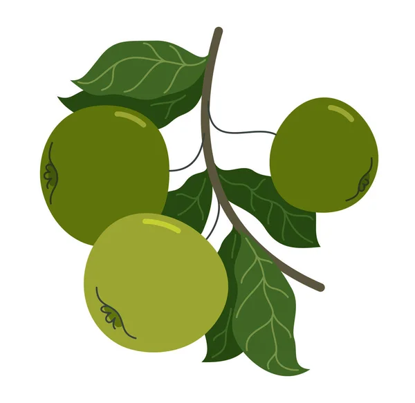 Wilde Groene Verse Onrijpe Appels Vector Platte Tekening Geïsoleerd Witte — Stockvector