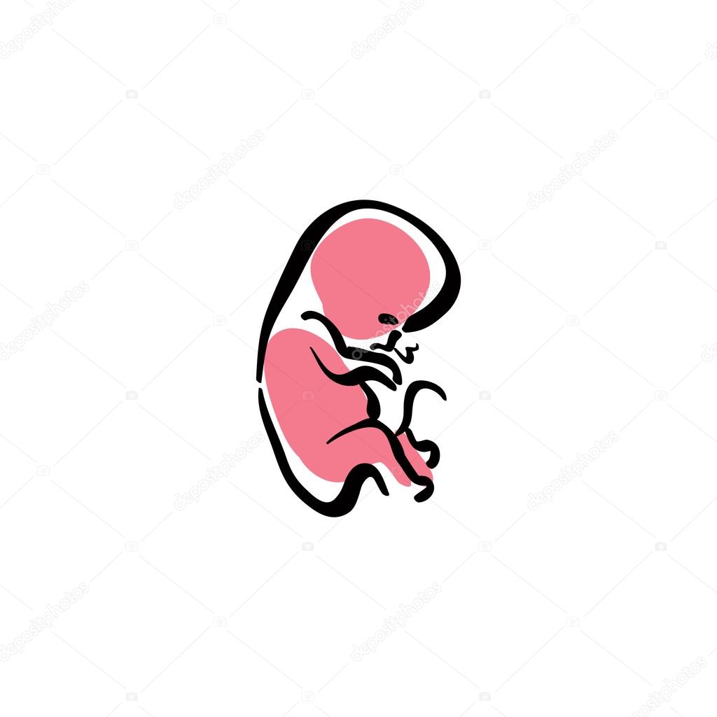 Illustrated human fetus, vector hand drawn embryo.