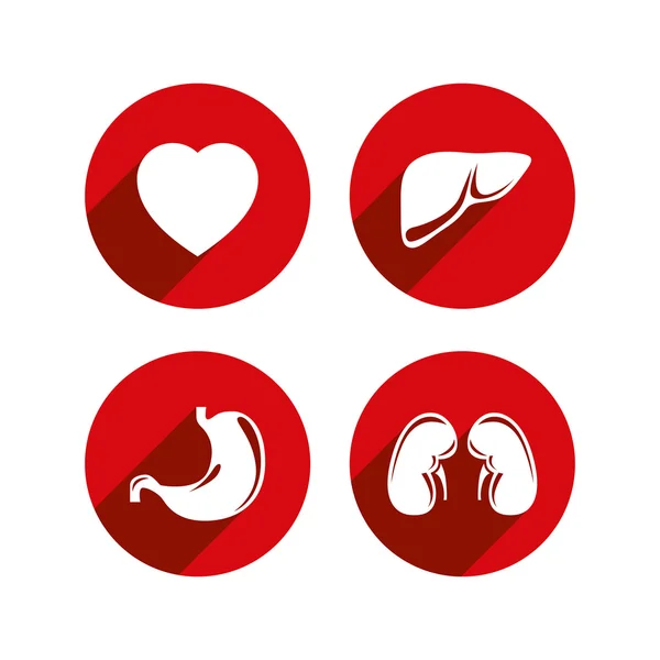 Set di icone vettoriali degli organi interni umani. — Vettoriale Stock