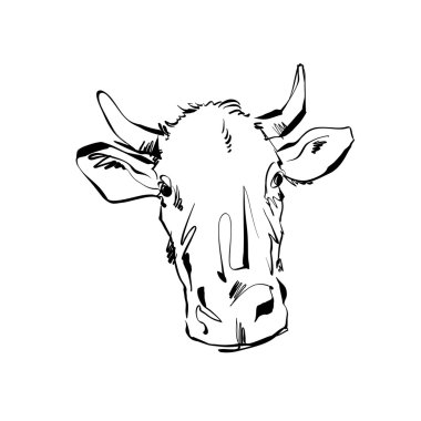 illustration of a hand drawn cow