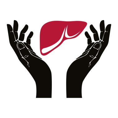 Hands with human liver