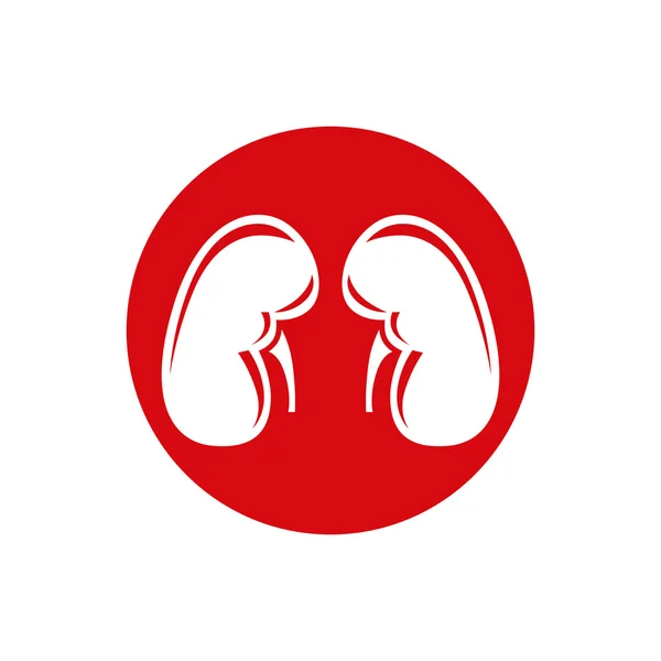 Human kidneys flat icon — Stock Vector