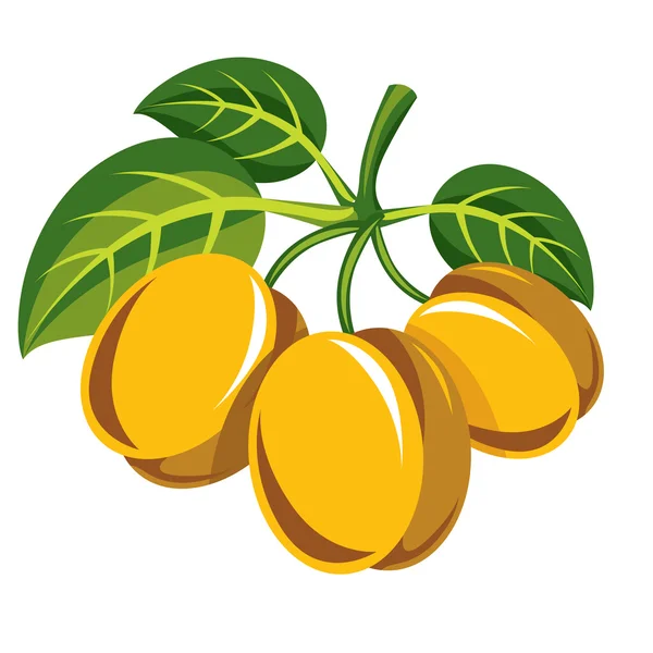 Vector ripe sweet apricots — Stock Vector
