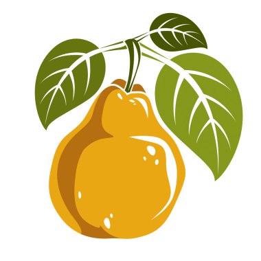 Yeşil yaprakları ile sarı armut